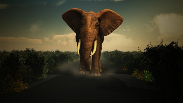 safari-elefant